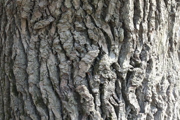 tree bark 1