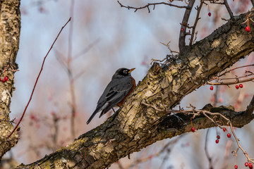 American Robin in the park
