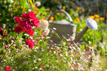 Arrosoir dans un jardin potager au printemps.