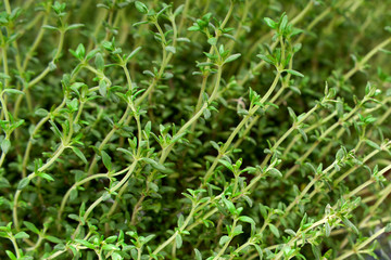 Fototapeta na wymiar Green thyme growing background pattern close up Macro