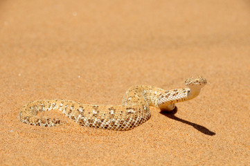 Sidewinder snake defending itself in the namib desert 