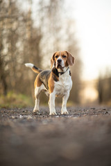 Cute beagle dog at walk on lonely road in forest