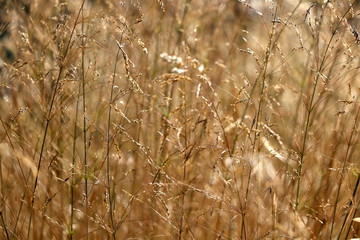 Fototapeta premium Wildflowers in a meadow, illuminated by warm sunset light. Selective focus.