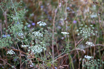 Wildflowers in a meadow, illuminated by warm sunset light. Selective focus.