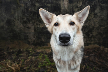Portrait of a dog standing by gray wall outdoor