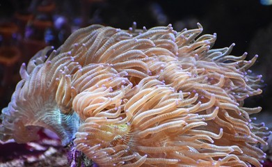 Naklejka na ściany i meble Detail of Sea anemone in the aquarium