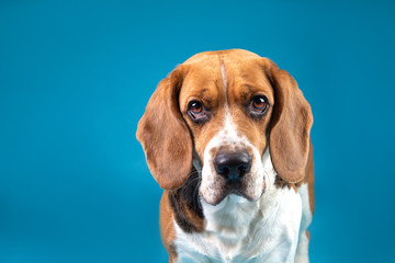 Portrait of a beagle looking at the camera on a blue background