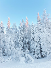 Sunny tops of the trees in a snow covered forest in Ruka village in Finland on the Arctic pole circle