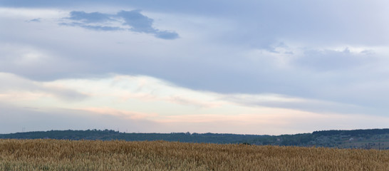 Obraz premium Wheat fields before the rain. Cumuliform cloudscape on blue sky. The terrain in southern Europe. Fantastic skies on the planet earth. The sun is hidden. Panorama.