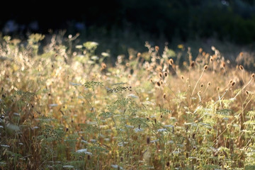 Wildflowers in a meadow, illuminated by warm sunset light. Selective focus.