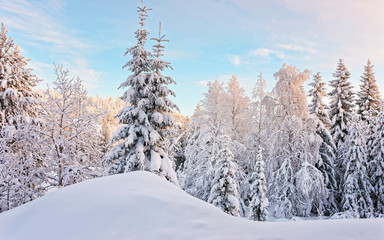 Tree in a hill above the snow covered forest in Ruka village in Finland in the Arctic pole circle