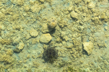White-spotted puffer (Arothron hispidus) puffer fish is hiding under a stone at the bottom of the red sea. Cassiopea andromeda (Upside-down jellyfish).