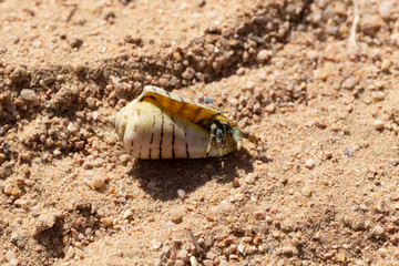 Hermit crabs decapod crustaceans of the superfamily Paguroidea. The crab hides in the shell, which...