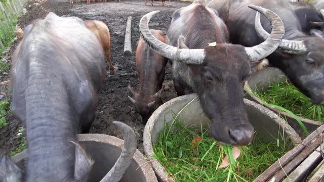 A heard of Asian water buffaloes (Bubalus bubalis) grazing grass.