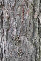 tree bark 