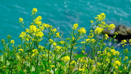 Fototapeta na wymiar Canola flowers in the hills beside the sea