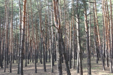 Naklejka premium tree bark 