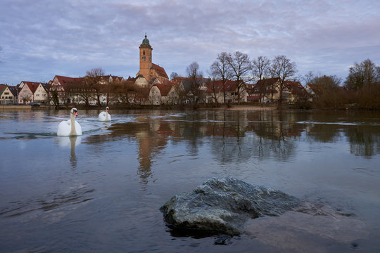 Schw&auml;ne schwimmen an das Neckarufer