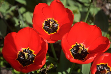 Fototapeta premium Maki