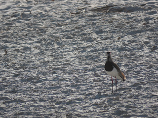 Wishing bird Vanellus chilensis in a place with water, clay and sand