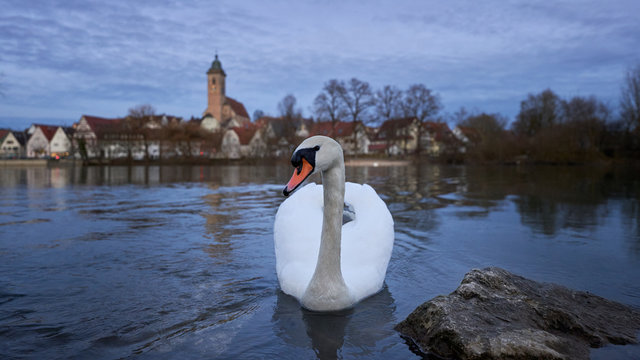 Schwan posiert am Neckarufer in N&uuml;rtingen