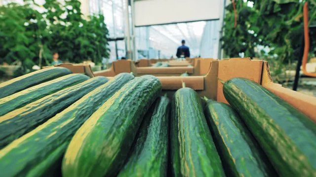 Close up of cucumbers in boxes getting transported