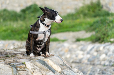 Bull terrier breed bitch in the field
