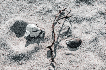 lonely composition of stone, shells and seaweed