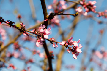 cherry blossoms in pink