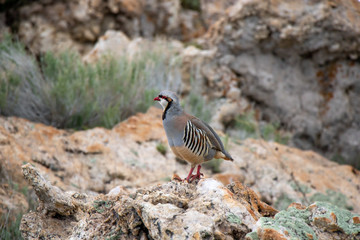 Wild Chukar 