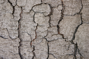 Horizontal closeup photo of tree bark texture with big cracks and rough lines. Aging rugged grey tree bark backgroound.
