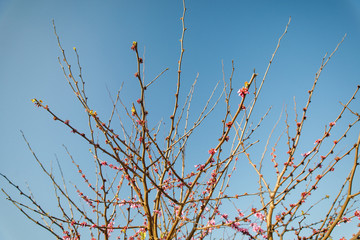 branches of cherry blossom in pink