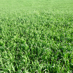 green field of winter wheat closeup, spring season