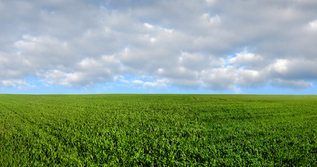 Fototapeta na wymiar Spring landscape with winter crops and sky