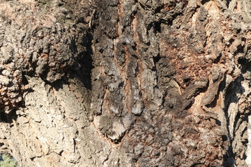 tree bark 