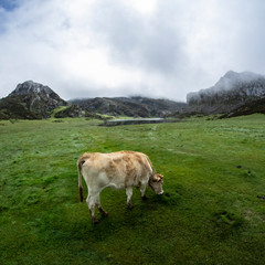 Fototapeta na wymiar Primer plano de una vaca pastando en los Lagos de Covadonga en los Picos de Europa