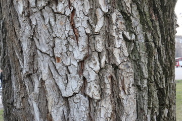 tree bark 