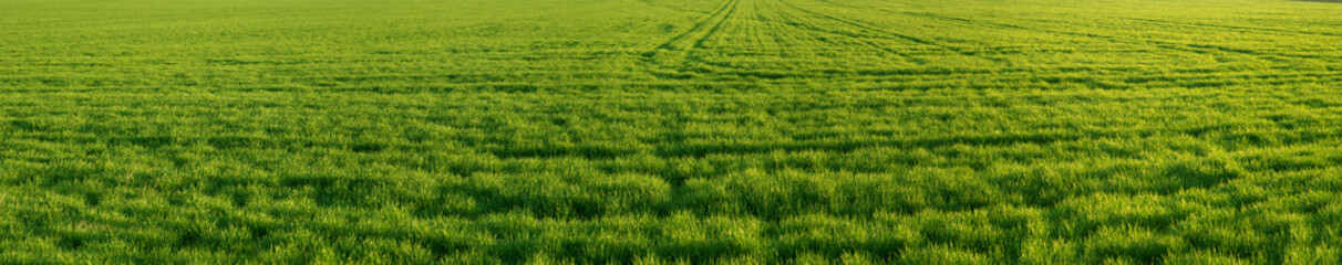 Obraz na płótnie Canvas Spring panorama of green field with winter crops