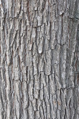 tree bark 