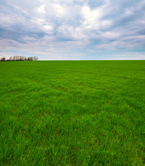 Obraz premium Spring landscape of green field with winter crops and sky with clouds