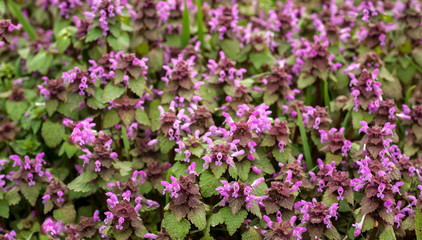 Red dead nettle (Lamium purpureum)