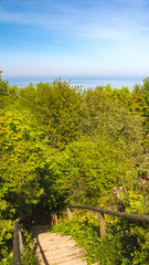 Korony drzew i morze na horyzoncie © Borys