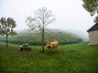 Vaca junto a un árbol y un banco mirando a la cámara en el parque nacional de Covadonga en Asturias