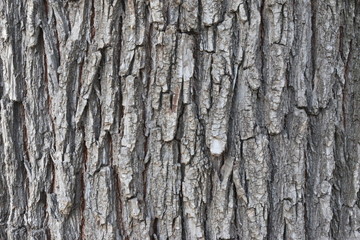 tree bark 