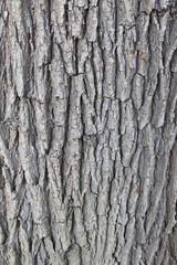 tree bark 