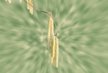 Allergie: Hasel Pollen, Frühblüher, Pollenallergie, Heuschnupfen