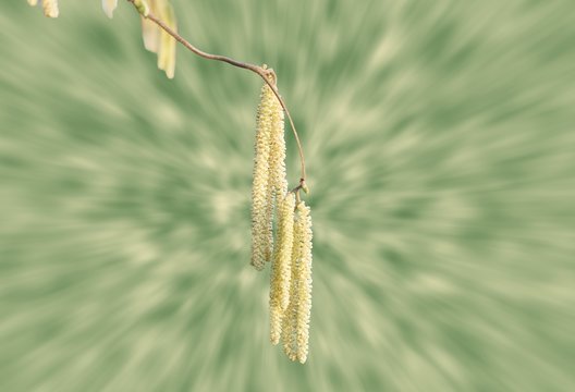 Allergie: Hasel Pollen, Fr&uuml;hbl&uuml;her, Pollenallergie, Heuschnupfen
