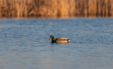 Wild duck on the lake in the morning light