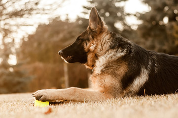 A junior german shepherd dog resting and playing with a ball in a backyard
