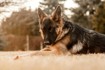 A junior german shepherd dog resting in a backyard